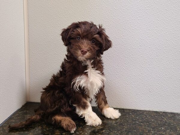 Havanese-DOG-Male-Chocolate-20269-Petland Rome, Georgia