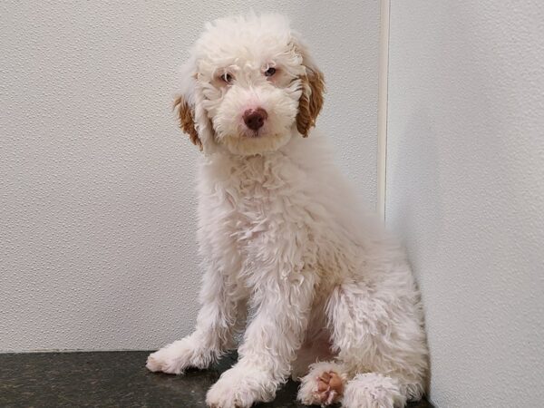 Goldendoodle Mini 2nd Gen DOG Female White 20275 Petland Rome, Georgia