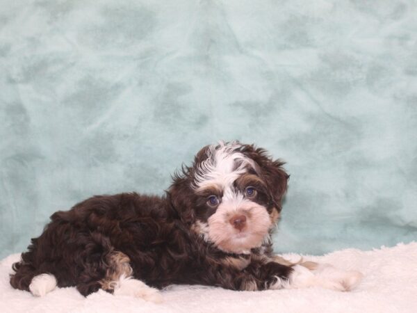 Cavachon-DOG-Female-Chocolate / White-9388-Petland Rome, Georgia