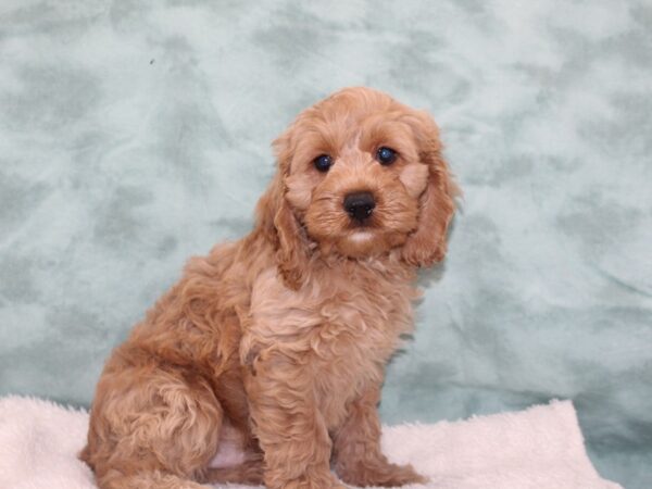 Cock A Poo DOG Male Red 9394 Petland Rome, Georgia