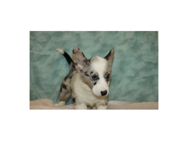 Cardigan Welsh Corgi DOG Female Blue Merle 9407 Petland Rome, Georgia