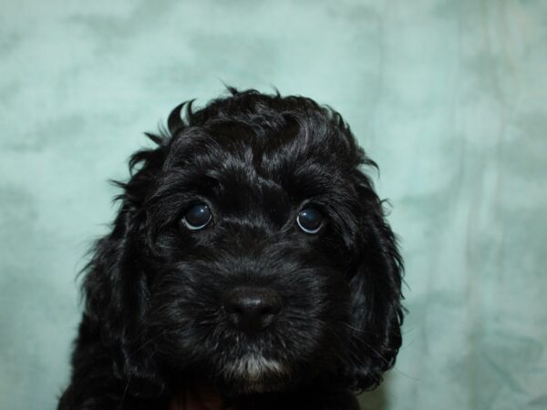 Cock A Poo DOG Male Black 20293 Petland Rome, Georgia