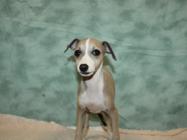 Italian Greyhound DOG Female Blue Fawn 20292 Petland Rome, Georgia