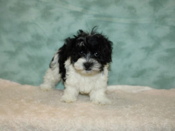 Havanese DOG Male Black / White 20291 Petland Rome, Georgia