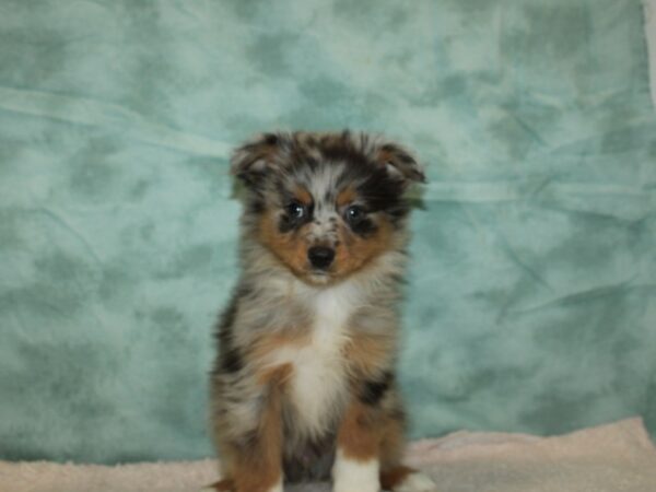 Miniature Australian Shepherd-DOG-Male-Merle-20297-Petland Rome, Georgia