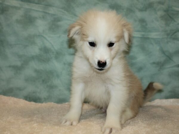 Huskimo DOG Male Cream 20300 Petland Rome, Georgia