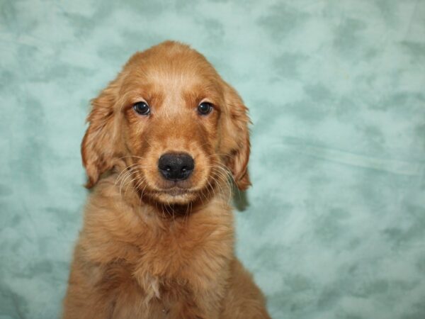 Golden Retriever DOG Male Red 9409 Petland Rome, Georgia