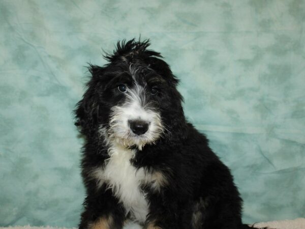 Bernadoodle-DOG-Female-Black / White-9403-Petland Rome, Georgia