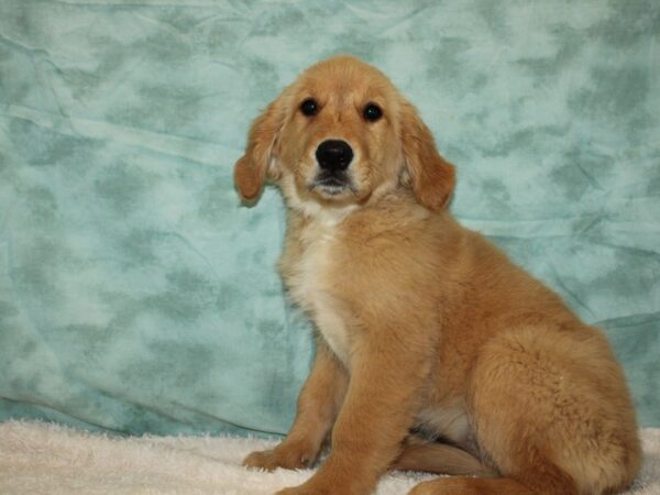 Golden Retriever DOG Female Golden 9410 Petland Rome, Georgia