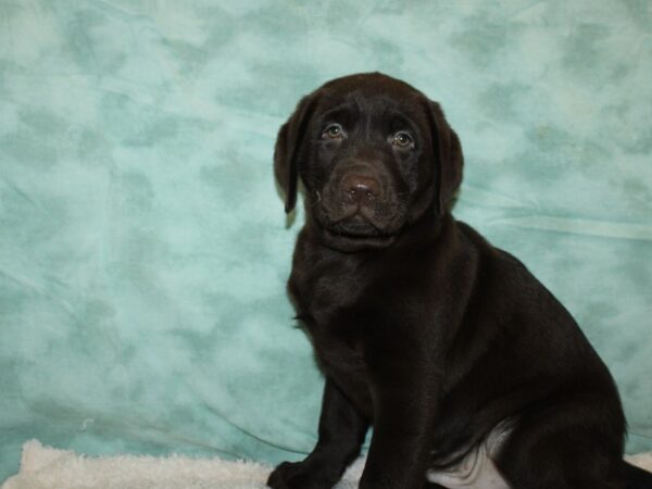 Labrador Retriever DOG Male Chocolate 9411 Petland Rome, Georgia