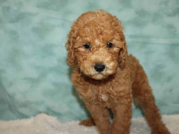 Poodle Mini-DOG-Male-Red-20299-Petland Rome, Georgia