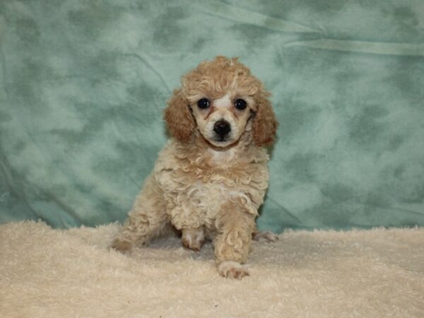 Poodle Mini-DOG-Female-Apricot-20298-Petland Rome, Georgia