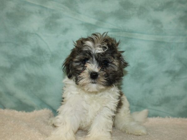 Teddy Bear DOG Male 20301 Petland Rome, Georgia