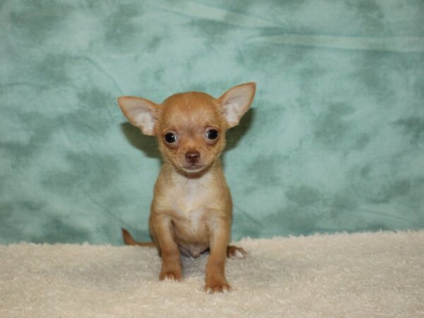 Chihuahua DOG Male Chocolate / Tan 9416 Petland Rome, Georgia