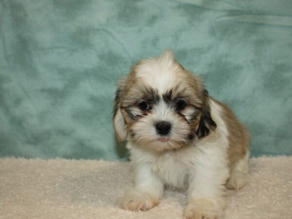 Shih Tzu DOG Male Brown / White 9421 Petland Rome, Georgia