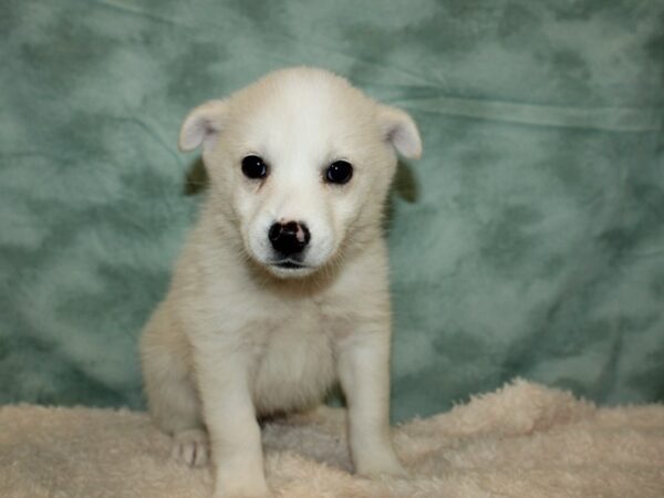 Huskimo DOG Female Cream 9412 Petland Rome, Georgia