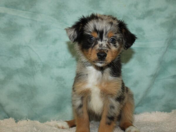 Miniature Australian Shepherd DOG Female Black White / Tan 9419 Petland Rome, Georgia