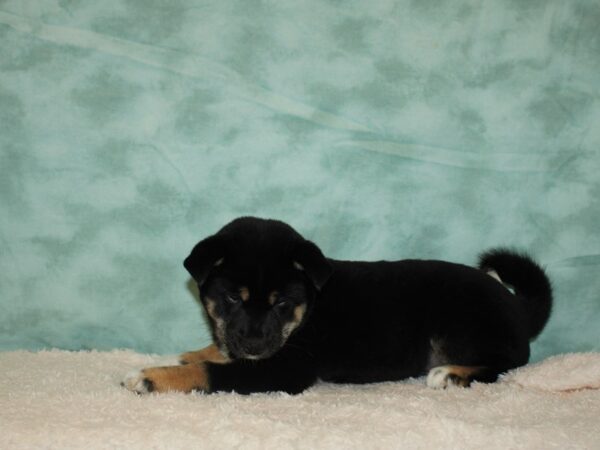 Shiba Inu DOG Female Black / Tan 9420 Petland Rome, Georgia