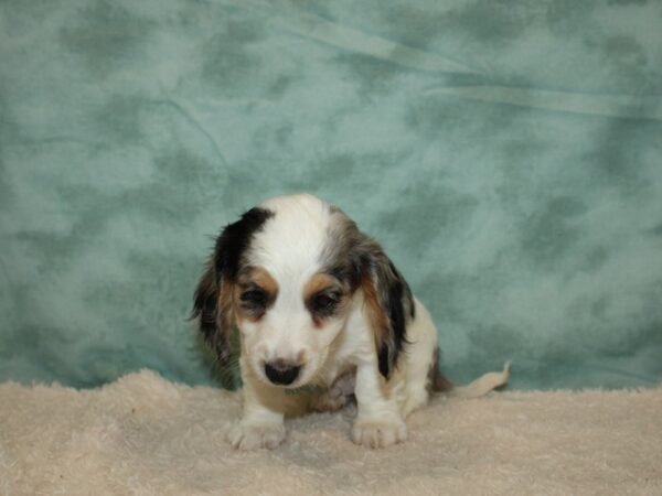 Dachshund DOG Male Blue Dapple 20304 Petland Rome, Georgia