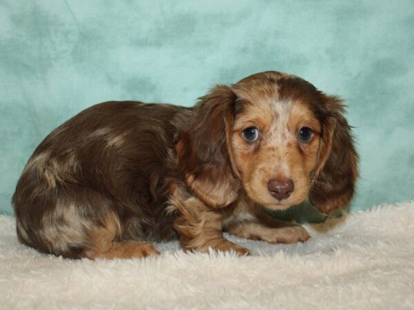 Dachshund DOG Male Choc Dapple 9424 Petland Rome, Georgia