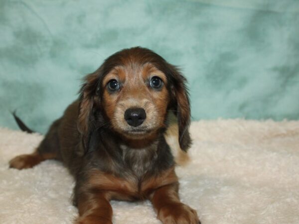 Dachshund DOG Female Isabella 20303 Petland Rome, Georgia