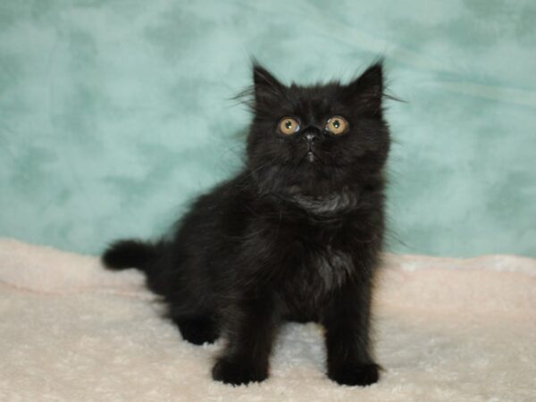 Exotic Short Hair-CAT-Male-Black-9408-Petland Rome, Georgia