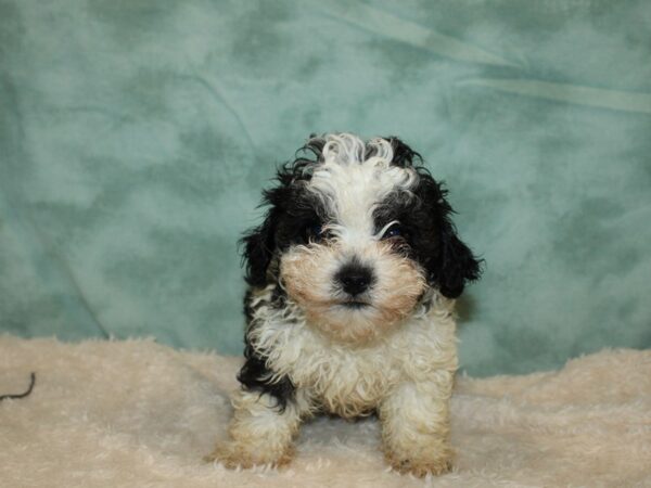 Shih-Poo DOG Male Blk&Wh 20310 Petland Rome, Georgia