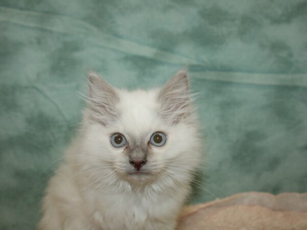 Ragdoll CAT Male 20296 Petland Rome, Georgia