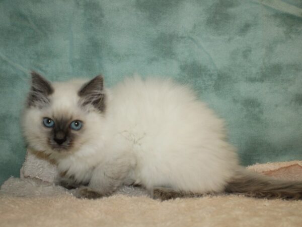 Ragdoll-CAT---20294-Petland Rome, Georgia