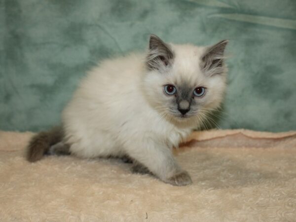 Ragdoll CAT Male 20295 Petland Rome, Georgia