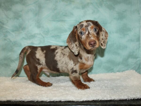 Dachshund DOG Male Choco dapple 20326 Petland Rome, Georgia