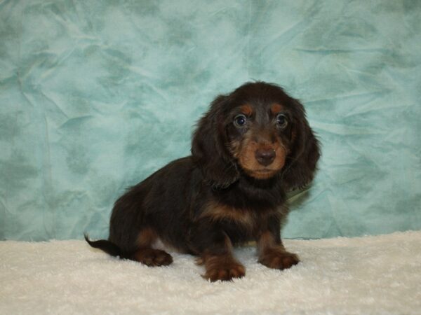 Dachshund DOG Male Choco / Tan 20325 Petland Rome, Georgia