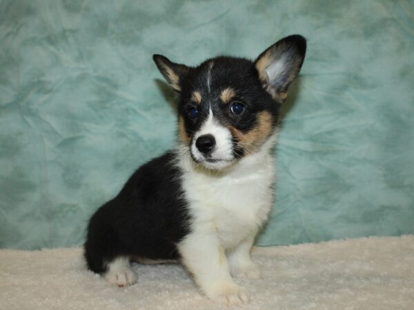 Pembroke Welsh Corgi DOG Female Blk & tan 20330 Petland Rome, Georgia