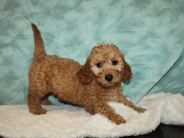 2nd Generation Mini Goldendoodle DOG Female Red 20324 Petland Rome, Georgia