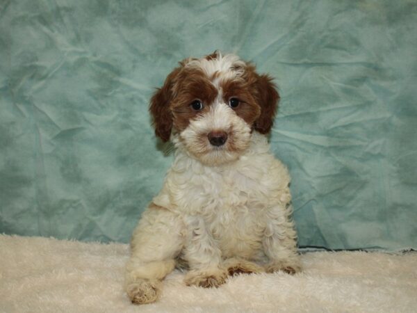 2nd Generation Mini Goldendoodle-DOG-Female-Red Parti-20323-Petland Rome, Georgia