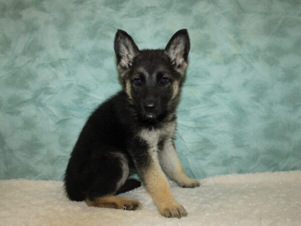 German Shepherd DOG Female Blk / Tan 20322 Petland Rome, Georgia