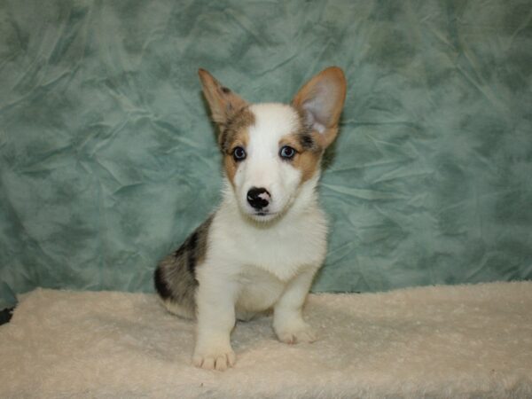 Pembroke Welsh Corgi DOG Male Blue Merle 20334 Petland Rome, Georgia