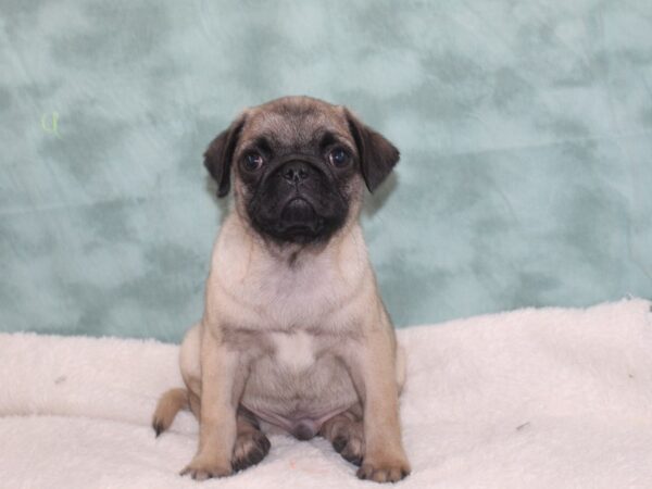 Pug DOG Male Fawn 9386 Petland Rome, Georgia