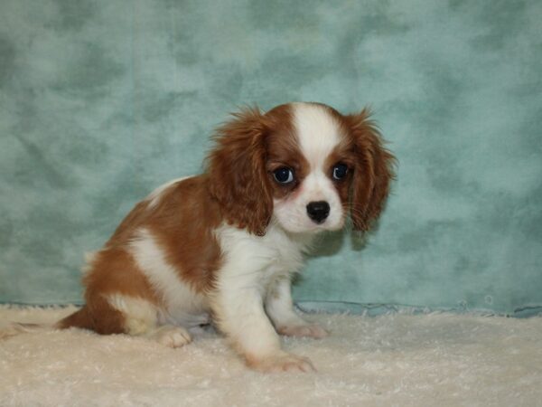 Cavalier King Charles Spaniel DOG Male Blenheim 9431 Petland Rome, Georgia