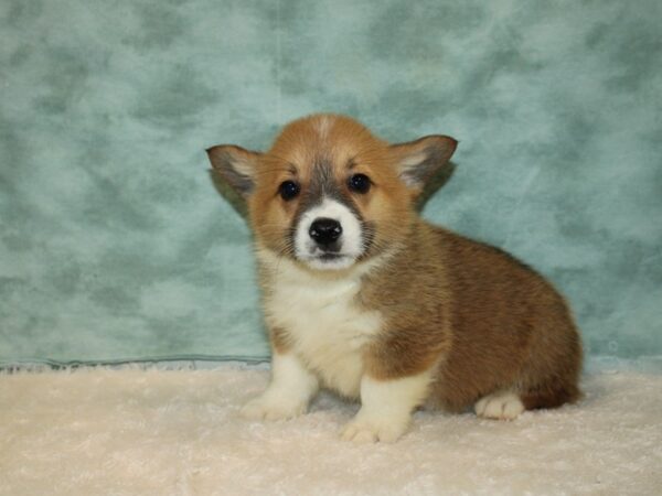 Pembroke Welsh Corgi DOG Male Red / White 20331 Petland Rome, Georgia