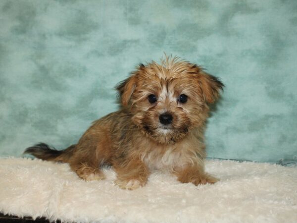 Morkie DOG Female Black / Tan 20320 Petland Rome, Georgia