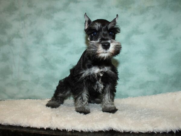 Miniature Schnauzer DOG Female Salt / Pepper 20312 Petland Rome, Georgia