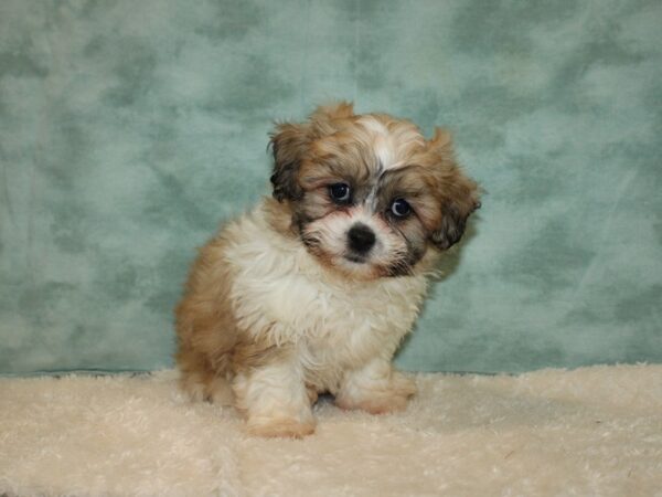 Teddy Bear DOG Male Brown / White 20318 Petland Rome, Georgia