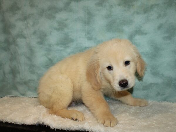 Golden Retriever DOG Male Gold 20332 Petland Rome, Georgia