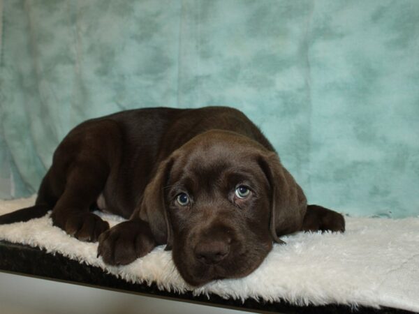 Labrador Retriever-DOG-Male-Chocolate-20333-Petland Rome, Georgia