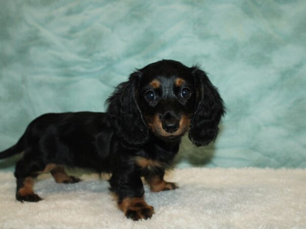 Dachshund DOG Female blk and tan 20352 Petland Rome, Georgia