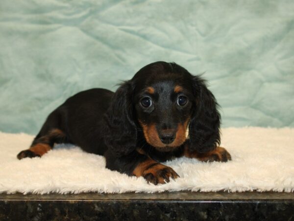 Dachshund DOG Female blk and tan 9436 Petland Rome, Georgia