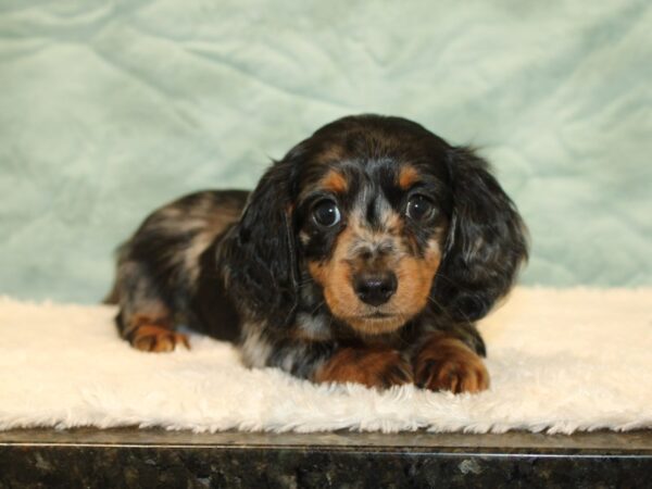 Dachshund DOG Female piebald 20350 Petland Rome, Georgia