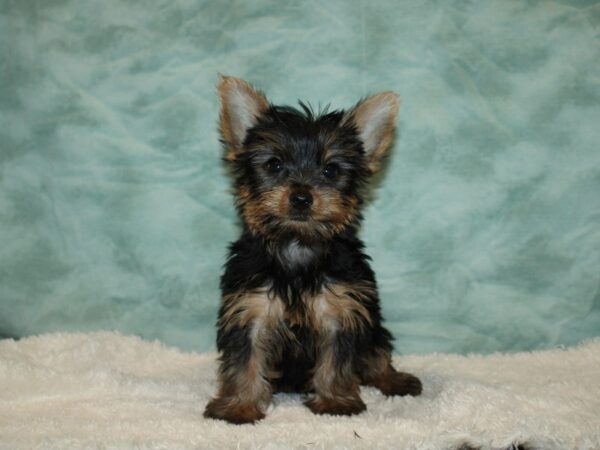 Yorkshire Terrier DOG Male blk and tan 20347 Petland Rome, Georgia