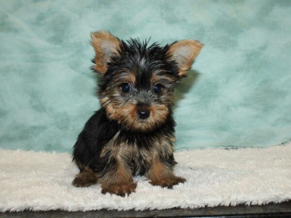 Yorkshire Terrier DOG Female blk and tan 20348 Petland Rome, Georgia